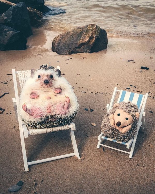 Mr.Pokee the Hedgehog/Facebook