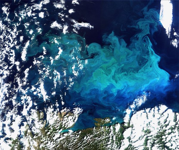 Изобилие от планктон – 14 септември 2009 Снимка: esa.int/ESA