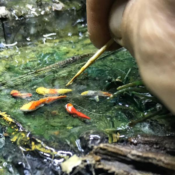 Снимка: Instagram/eddieputera