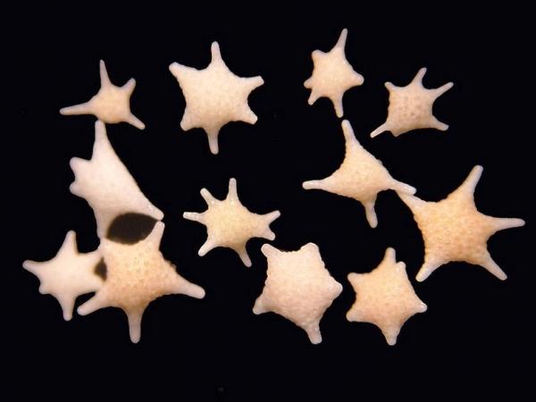Снимка: sandatlas.org