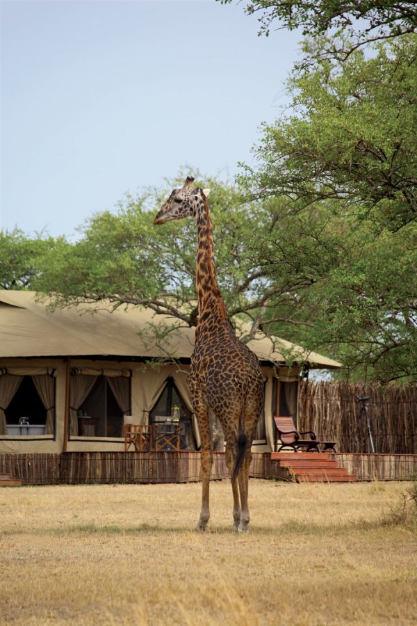 Снимка: Singita Grumeti Reserves