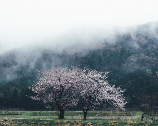 Снимка: Takashi Yasui