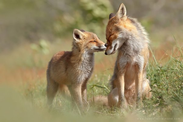 Снимка: Roeselien Raimond