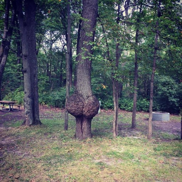Снимка: Bored Panda