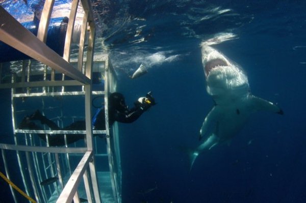 Снимка: greatwhiteadventures.comГмуркане с бели акули на островите Фаралон, КалифорнияВероятно сте виждали достатъчно от големите бели акули по Discovery Channel, но може би все пак искате да вкусите от тръпката да поплувате с тях. Разбира се, ще строите в голяма метални клетка, която ще ви пази от челюстите на 18-метровия хищник. Това със сигурност ще бъде едно от най-страшните преживявания в живота ви, най-хубавото е, че не ви трябва специален сертификат, за да го направите.Имате нужда само от време (между септември и ноември), пари и смелост.Подобно преживяване струва 775 щатски долара.  