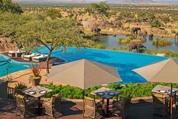 Гостите на хотел "Four Seasons Safari Lodge" в Национален парк "Серенгети" в Танзания, могат да се наслаждават на местната фауна, без да напускат басейна на курорта.Снимка: architecturaldigest.com