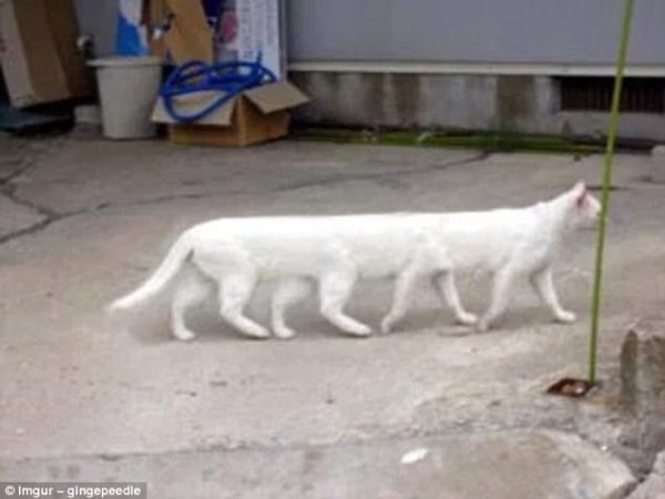 Снимка: Imgur