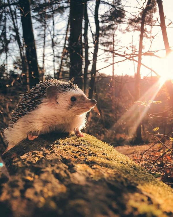 Mr.Pokee the Hedgehog/Facebook