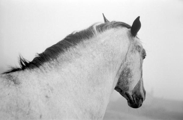 Жребец, Шотландия, 1993 г... Снимка: Linda McCartney