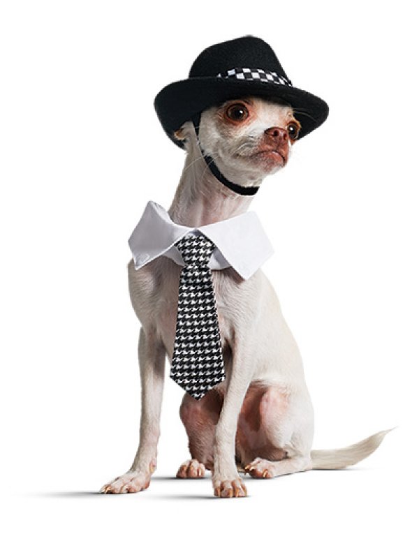 Снимка: community.petco.com