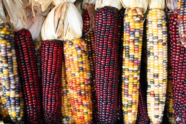 Снимка: bonafidefarm.com