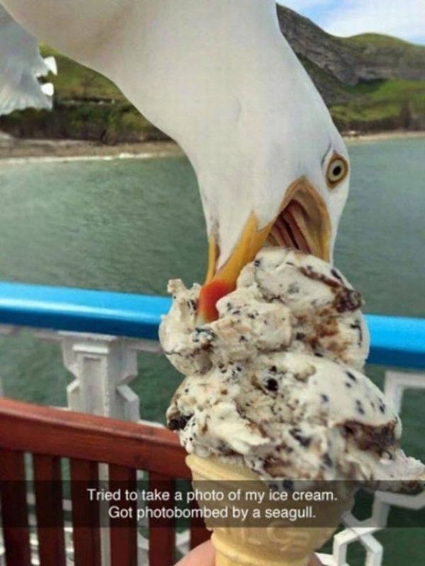 Снимка: realpenguin