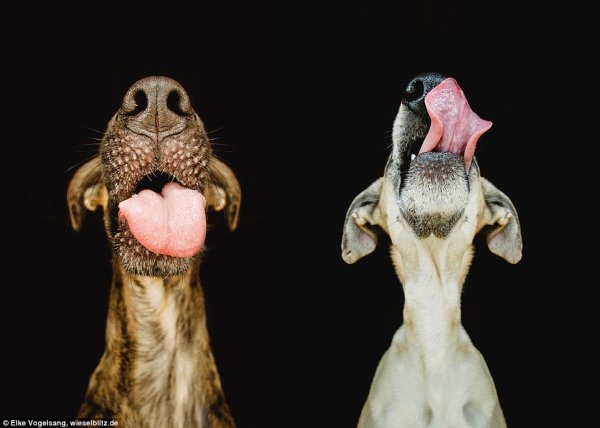 Снимка: Elke Vogelsang