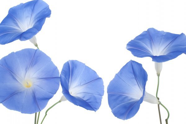 Трицветна ипомеа (Ipomoea tricolor)Трицветната имопеа вирее в тропиците, но вече е култивирана и е широко разпространена в много други места по света. Семената ѝ са били използвани в продължение на векове от индианците като халюциноген. Имопеата била известна и на ацтеките, които я наричали „tlitliltzin“, което на техния език означава черно. За употребата на трицветната имопеа става известно през 1941 година, благодарение на сведения за използването ѝ още от ацтеките. През 1960 година било установено, че семената на растението са използвани от сапотеките по време на някои тайни ритуали. Най-силният ефект при поглъщане на семената на трицветната имопеа е халюциногенният – силни визуализации и изостряне възприемането на цветовете.Снимка: Dreamstime