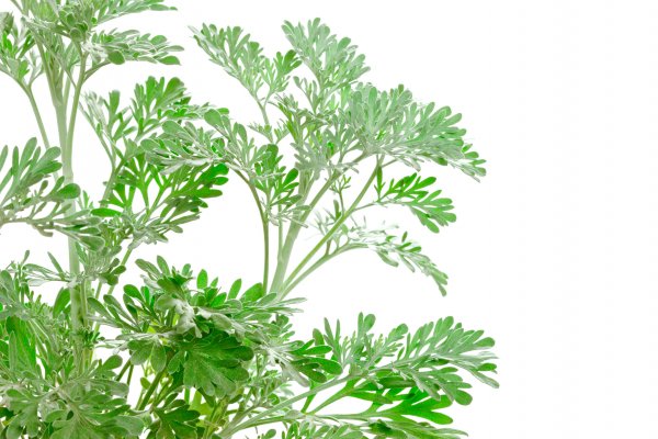 7. Бял пелин (Artemisia absinthium)Пелинът се среща в районите с умерен климат – Европа, Азия и Северна Африка. Религиозната връзка с растението започва още от култа към гръцката богиня Артемида. Пелинът е една от основните съставки в абсента – любимото питие на бохемите и художниците през 19 век.Снимка: Dreamstime