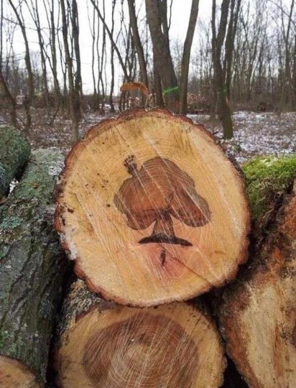 Когато в самото дърво има дърво. Снимка: imgur
