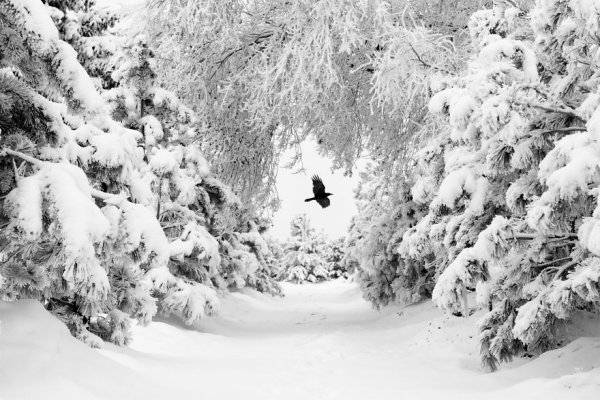 Снимка: markflowerphotography.com