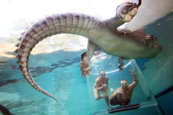 Снимка: crocosauruscove.com