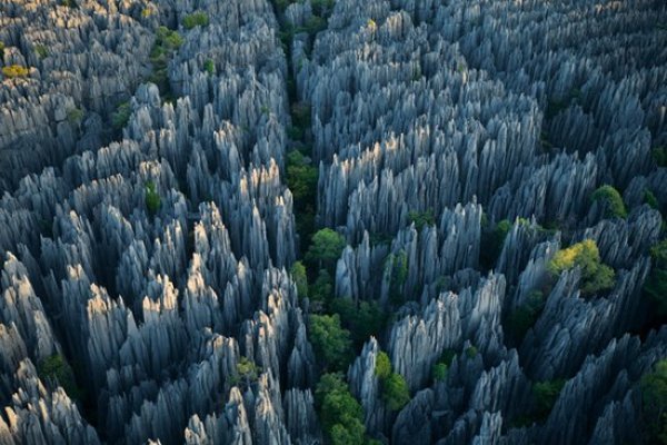 Снимка: Стивън Алварес за National Geographic, Мадагаскар: Tsingy de Bemaraha / Националният парк Tsingy de Bemaraha в Мадагаскар пази в обятията си гора от варовик и камък. Думата „tsingy" означава „където никой не може да ходи бос“. Ерозирали водни пещери и проходи покривали целия район и покривите им евентуално в определен момент се свлекли и пропаднали, оставяйки след себе си каменни стълбове от по 70 метра. По повърхността на скалите днес може да се наблюдава растителност, характерна за екосистемите на долините и околните савани. Каменната гора е дом на хиляди видове, които не се виждат извън пределите на Мадагаскар.