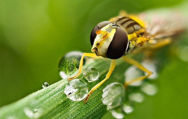 Снимка: http://www.amritray.com