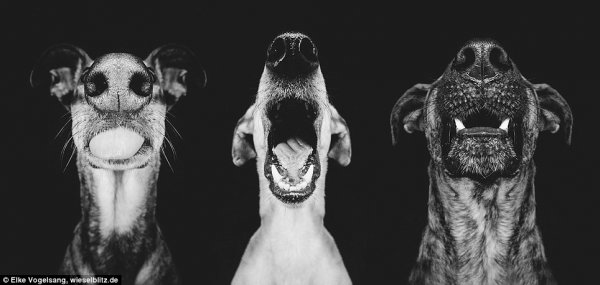 Снимка: Elke Vogelsang