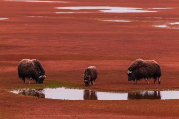 Снимка: nat-geo.ru