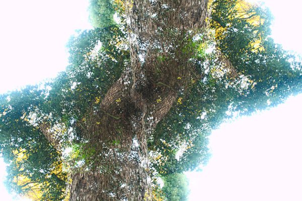 Снимка: Kazuhiko Kawahara