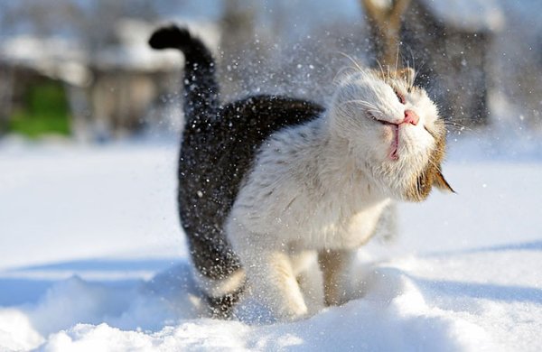 Снимка: cutestpaw.com