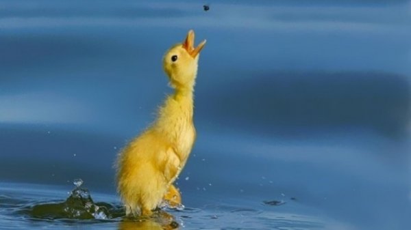 Снимка: myrandomstuff.se