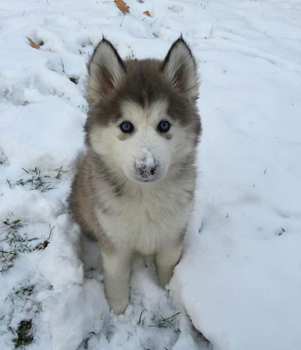 Снимка: imgur