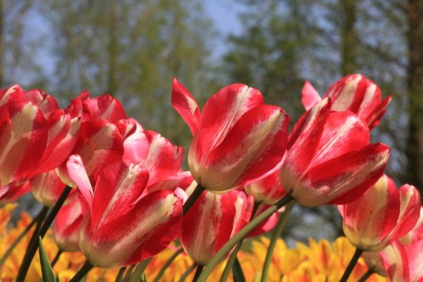 Снимка: www.keukenhof.nl