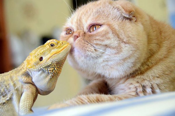 Брадат дракон и коткаСнимка: Juia