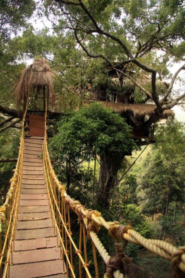 Снимка: cntraveler.comGREEN MAGIC NATURE RESORTКерала, ИндияТук можете да прекарате нощта на върха на едно дърво - фикус, заобиколено от огромна тропическа гора в Южна Индия. Стаите в хотела се намират на 60 до 115 метра над земята. Постройката е изградена от местен бамбук и кокосови влакна. Хотелът е направен от три къщи, закачени върху дърветата, свързани с въжени пътеки и висящи мостове по между си. За да подкрепят програмата за опазване на курорта, всички посетители/гости трябва да засадят по една фиданка.