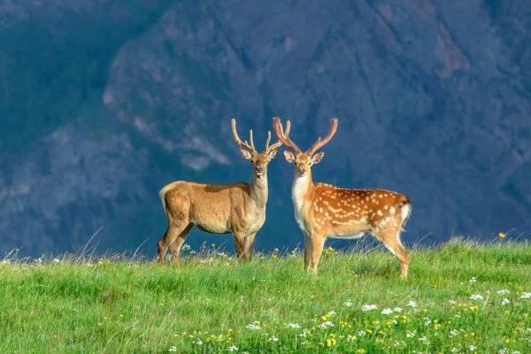 Снимка: nat-geo.ru