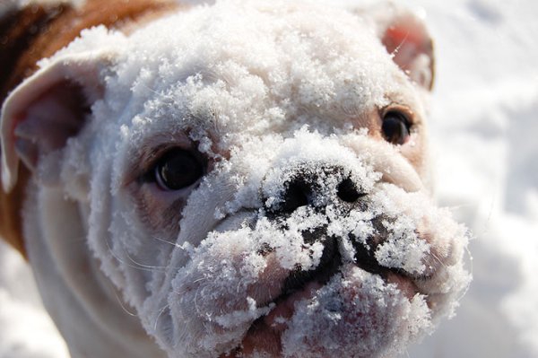 Снимка: baggybulldogs.wordpress.com