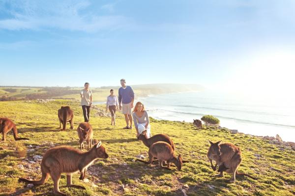 Снимка; adelto.co.ukТрябва да посетите "Kangaroo Island". Това е едно от най-добрите места, където можете да видите разнообразната дива природа на Австралия в естествената ѝ среда. Тук живеят коали, морски лъвове, пингвини и кенгурата.