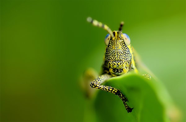 Снимка: http://www.amritray.com