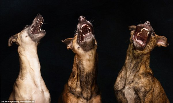 Снимка: Elke Vogelsang