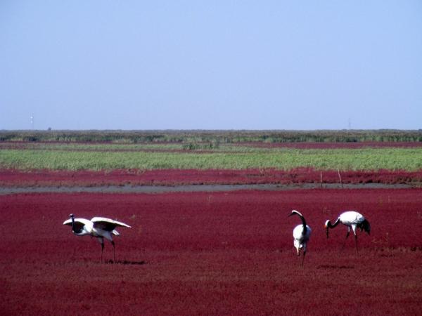 Снимка: Flickr