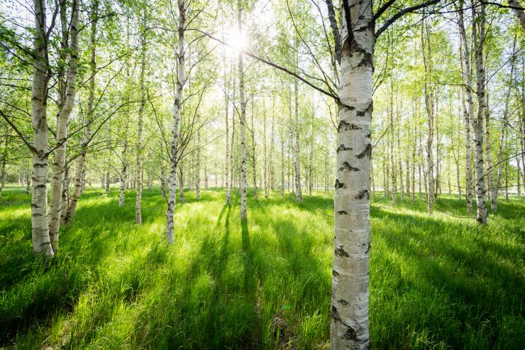 бреза IStock
